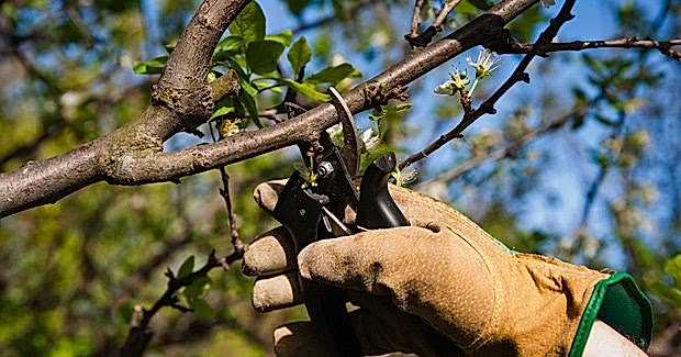 Mas-social-poda-arboles