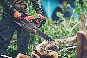 cómo talar un árbol inclinado