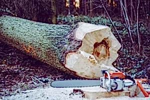 cómo talar árbol inclinado