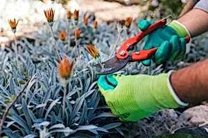 cuando-es-mejor-podar-las-plantas