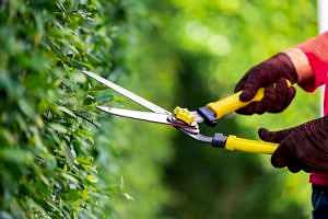 cuando-hay-que-podar-las-plantas